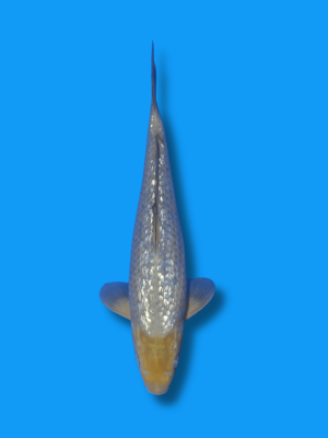 Ginrin Soragoi | Koi&Co.